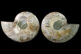 Agate Replaced Ammonite Fossil - Madagascar #158320-1